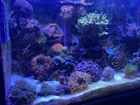 Reef fish & Live corals in Complete marine setup £3,500