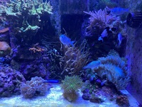 Reef fish & Live corals in Complete marine setup £3,500