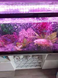 For sale