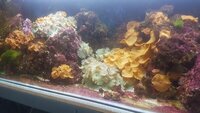 Amazing Marine Aquarium Live Rock and Mushroom Corals Bundle