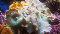 Amazing Marine Aquarium Live Rock and Mushroom Corals Bundle