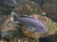 Malawi cichlids & Frontosa - SOLD