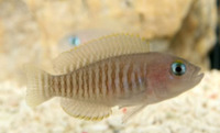Neolamprologus multifasciatus (Multi, Shell-Dweller) - 5 for £25