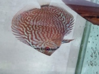 Young adult discus for sale £20-40 each