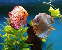 9 Stendker Discus for Tropical Fish Tank Aquarium