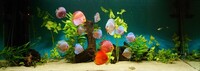 9 Stendker Discus for Tropical Fish Tank Aquarium