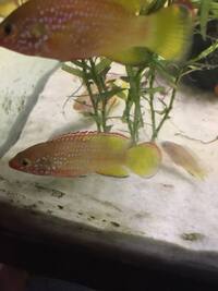 Pink Jewel Cichlids