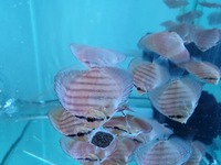 3 Inch Royal Red Turquoise Discus Fish