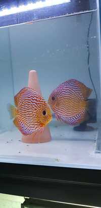 3 Inch Royal Red Turquoise Discus Fish