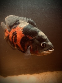 Cichlids for sale