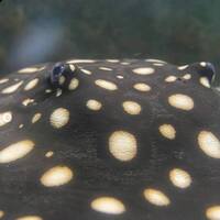 FEMALE BD X BD HENLEI STINGRAY - 14inches