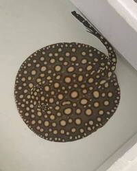 FEMALE BD X BD HENLEI STINGRAY - 14inches