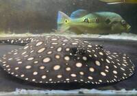FEMALE BD X BD HENLEI STINGRAY - 14inches