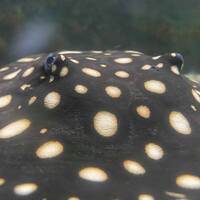 FEMALE BD X BD HENLEI STINGRAY - 14inches