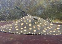 FEMALE BD X BD HENLEI STINGRAY - 14inches