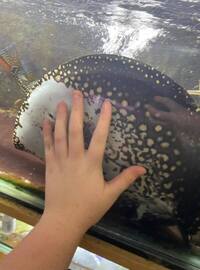 FEMALE BD X BD HENLEI STINGRAY - 14inches