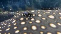 FEMALE BD X BD HENLEI STINGRAY - 14inches