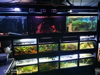 Breeding fish for sale lnumbers discus cichlids bichir