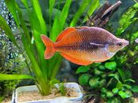 Rainbow fish for sale