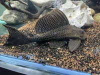 Pleco