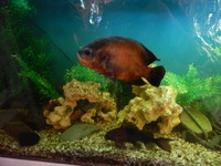 A LOAD OF NEW PICTURES ADDED/////BARGAIN//£360 FULL SET UP WITH FISH//£360 ONLY BARGAIN/LARGE BESPOKE AQUARIUM IN WHITE,4FT 6 inches LONG X 2FT HIGH X 20 inches DEPTH.