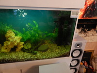 A LOAD OF NEW PICTURES ADDED/////BARGAIN//£360 FULL SET UP WITH FISH//£360 ONLY BARGAIN/LARGE BESPOKE AQUARIUM IN WHITE,4FT 6 inches LONG X 2FT HIGH X 20 inches DEPTH.