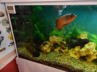 A LOAD OF NEW PICTURES ADDED/////BARGAIN//£360 FULL SET UP WITH FISH//£360 ONLY BARGAIN/LARGE BESPOKE AQUARIUM IN WHITE,4FT 6 inches LONG X 2FT HIGH X 20 inches DEPTH.