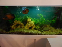 A LOAD OF NEW PICTURES ADDED/////BARGAIN//£360 FULL SET UP WITH FISH//£360 ONLY BARGAIN/LARGE BESPOKE AQUARIUM IN WHITE,4FT 6 inches LONG X 2FT HIGH X 20 inches DEPTH.