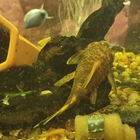 Plecos bristlenose