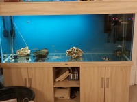 6ft x 2ft x 30 inch Aquarium + PIRANHA fish