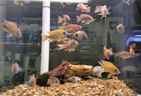 Big selection of African Cichlids