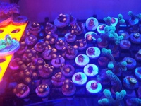 Zoas and sps frags