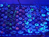 Zoas and sps frags