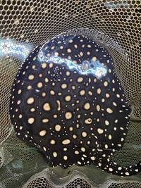 FEMALE BD X BD HENLEI STINGRAY - 14inches