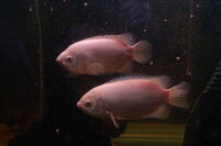 Free to GOOD Home 2 pink kissing Gourami Mature Fish