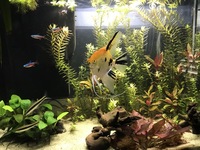 Fish tank 80L, fish, natural plants and all accessory