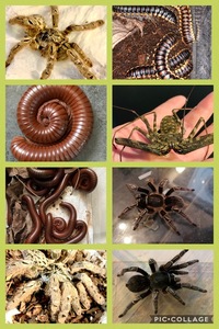 Frogs Salamanders Scorpions Millipedes