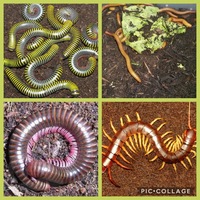 Frogs Salamanders Scorpions Millipedes