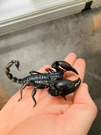 Frogs Salamanders Scorpions Millipedes