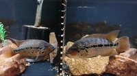 PARACHROMIS MOTAGUENSIS