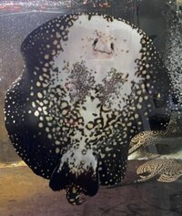 FEMALE BD X BD HENLEI STINGRAY - 14inches