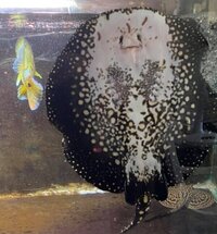 FEMALE BD X BD HENLEI STINGRAY - 14inches