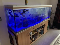 Rena fish tank, 6ft with stand,external filter.