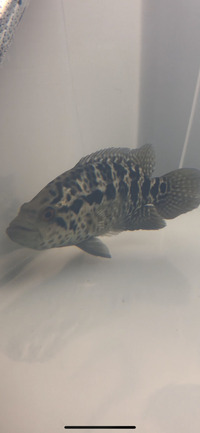 Jaguar cichlid