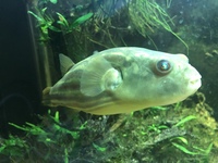 Fahaka puffer