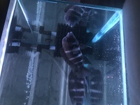 5 Adult Frontosa. 5 - 7 inch. £40 each or all 5 for £150. WARRINGTON