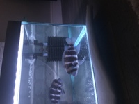 5 Adult Frontosa. 5 - 7 inch. £40 each or all 5 for £150. WARRINGTON