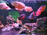 Cichlids for sale - call/text for prices