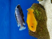 Malawi Mbuna Juvenile Cichlids Fish Sale.