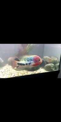 Synspilliums cichlid for sale